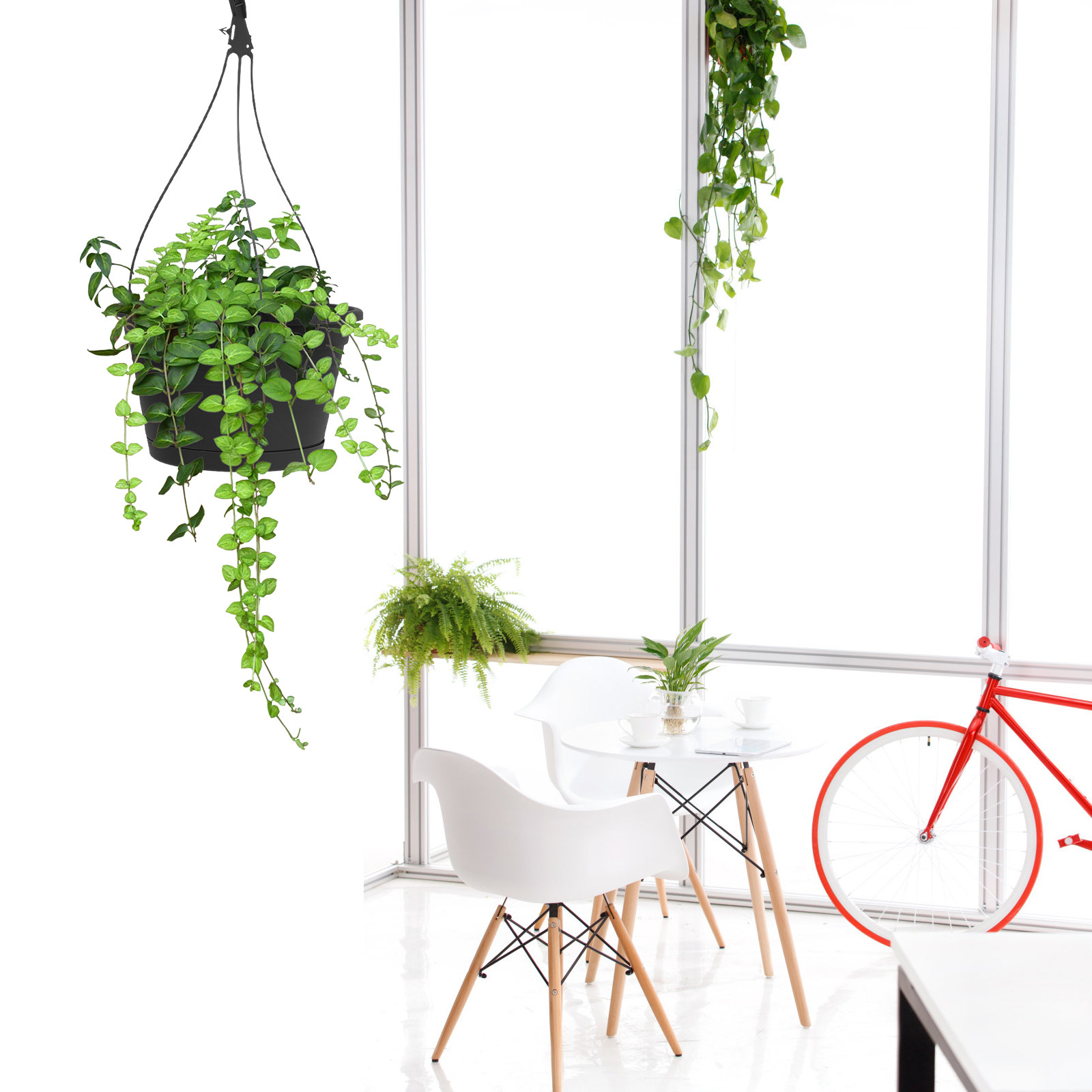 قطعة واحدة من أصيص الزهور المع - مراجعة Spider Plant Hanging وسعره