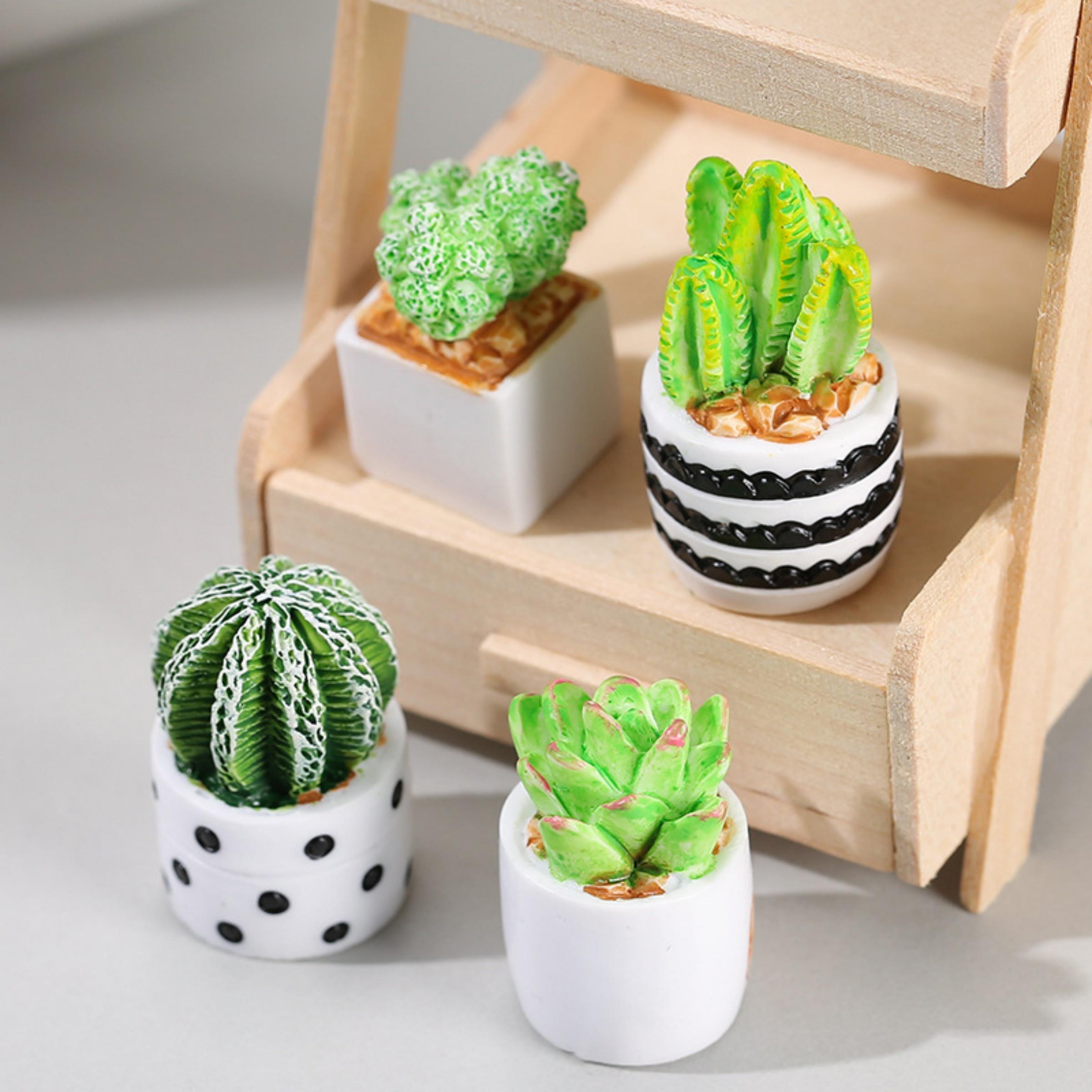 مجموعة من 4 قطع من نباتات الصب - مراجعة Echeveria Succulent وسعره
