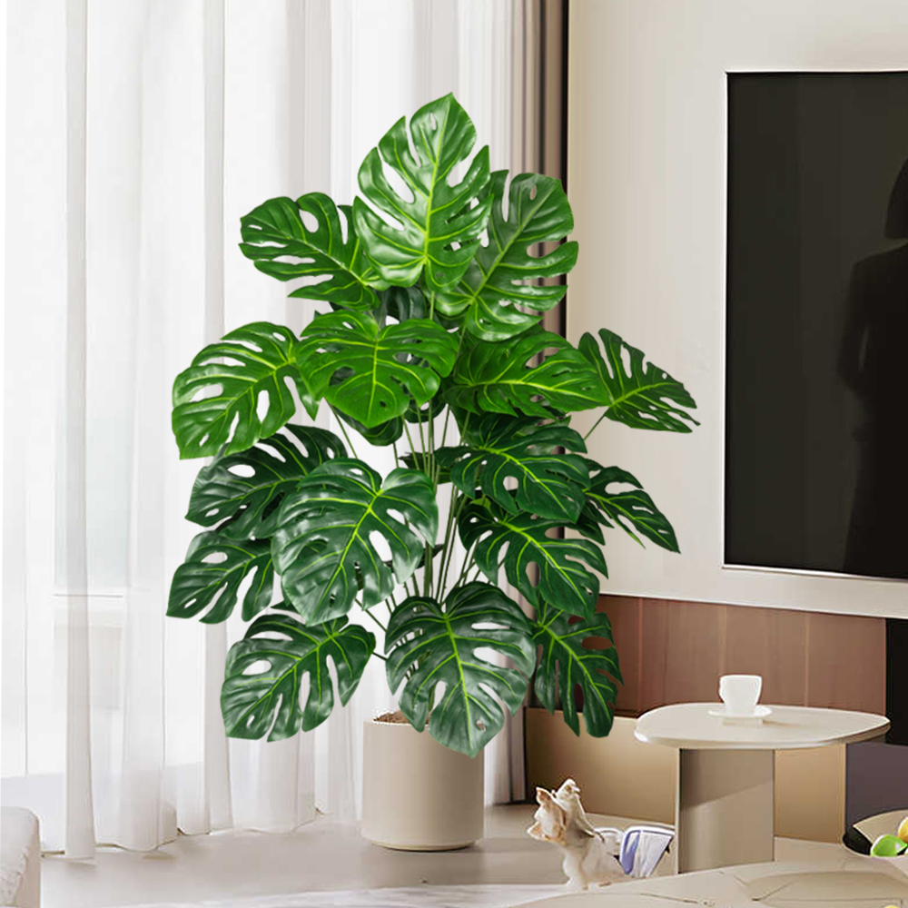 70-100 سنتيمتر شجرة Monstera ا - مراجعة Ficus Lyrata Tree وسعره