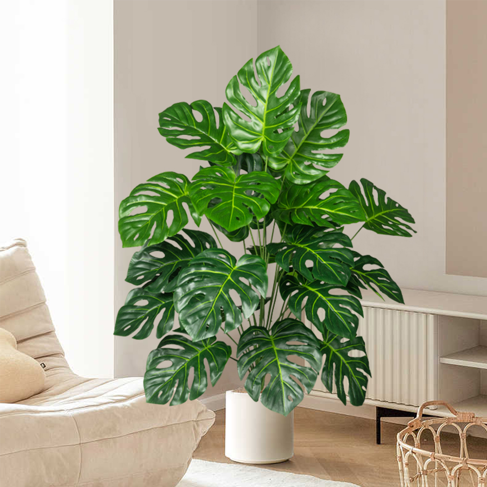 70-100 سنتيمتر شجرة Monstera ا - مراجعة Ficus Lyrata Tree وسعره