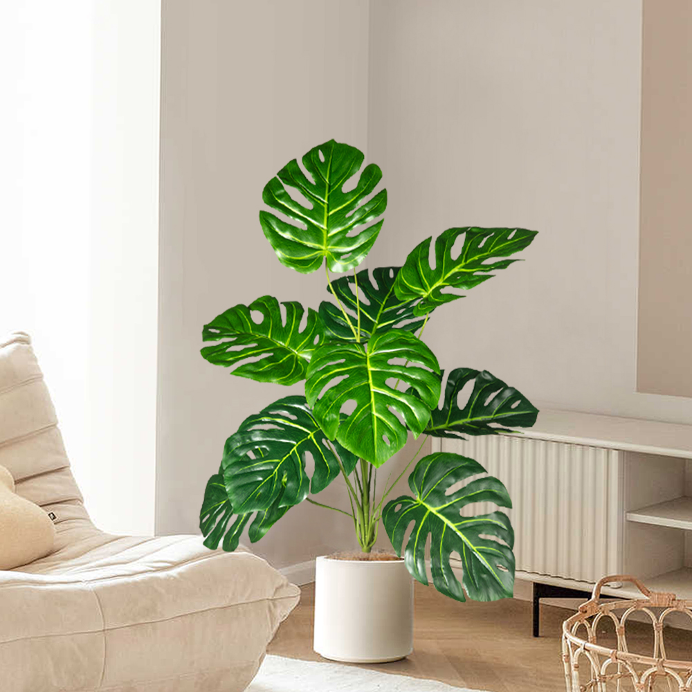 70-100 سنتيمتر شجرة Monstera ا - مراجعة Ficus Lyrata Tree وسعره